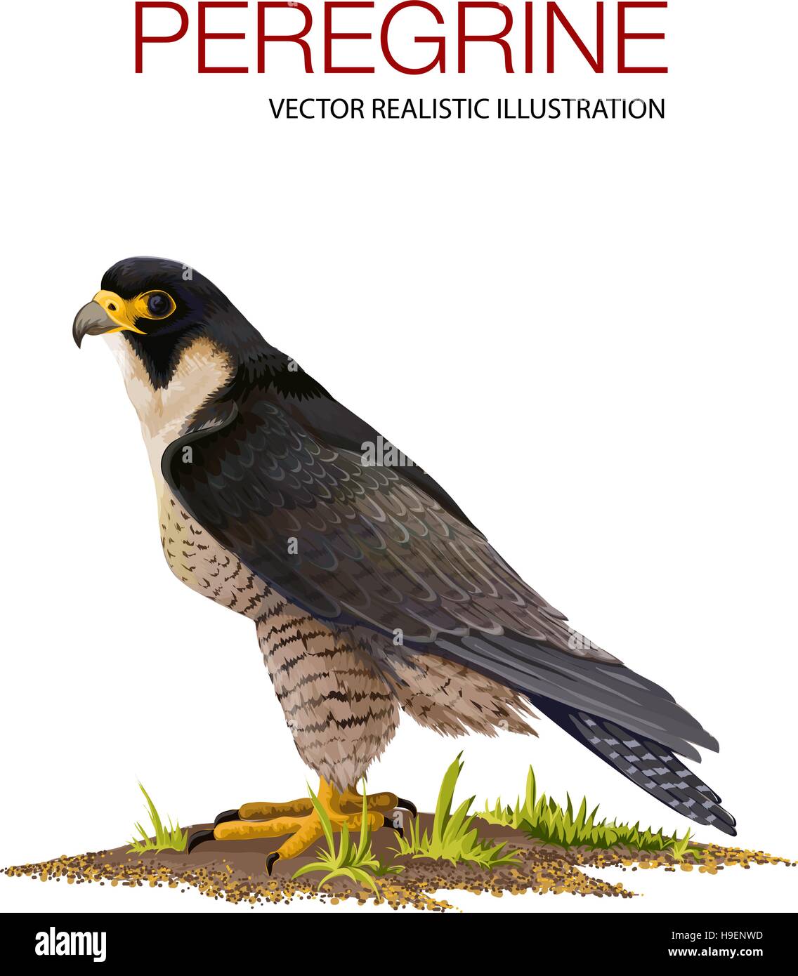 Vector illustration réalisée dans un style réaliste Illustration de Vecteur