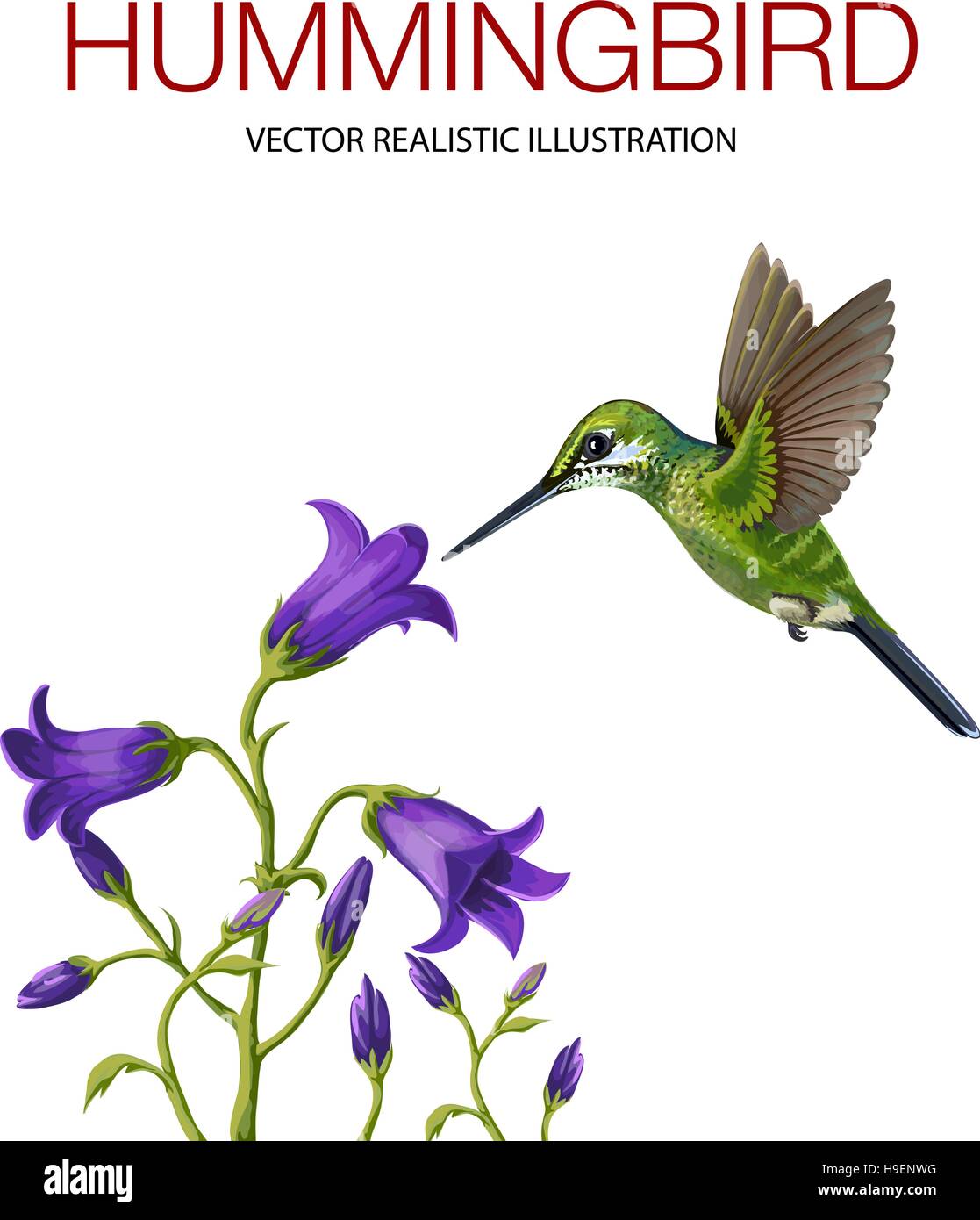 Hummingbird isolé sur fond blanc. Vector illustration réalisée dans un style réaliste Illustration de Vecteur
