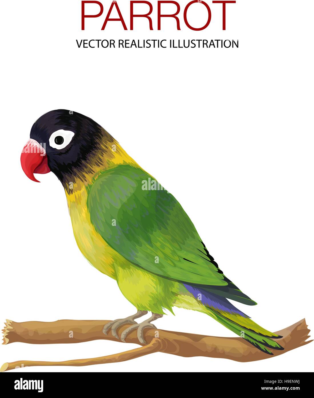 Parrot. Vector illustration réalisée dans un style réaliste. Illustration de Vecteur