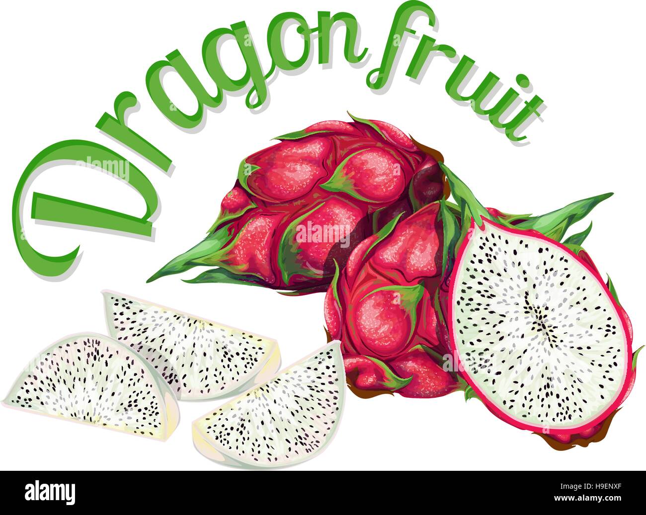 Fruit du dragon. Vector illustration réalisée dans un style réaliste Illustration de Vecteur