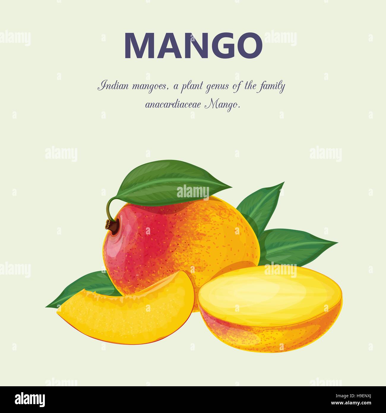 La mangue. Vector illustration Illustration de Vecteur