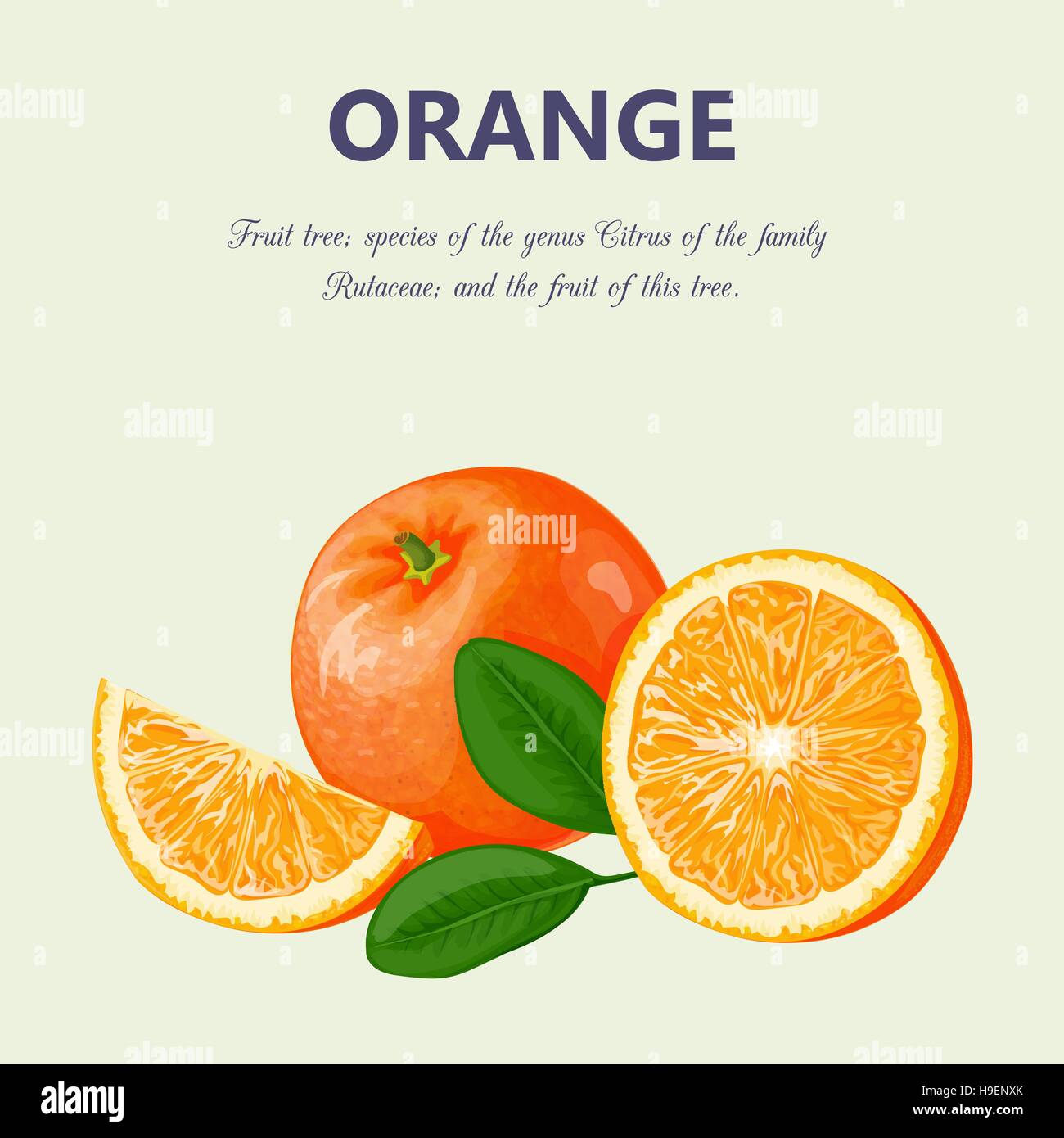 Orange. Vector illustration Illustration de Vecteur