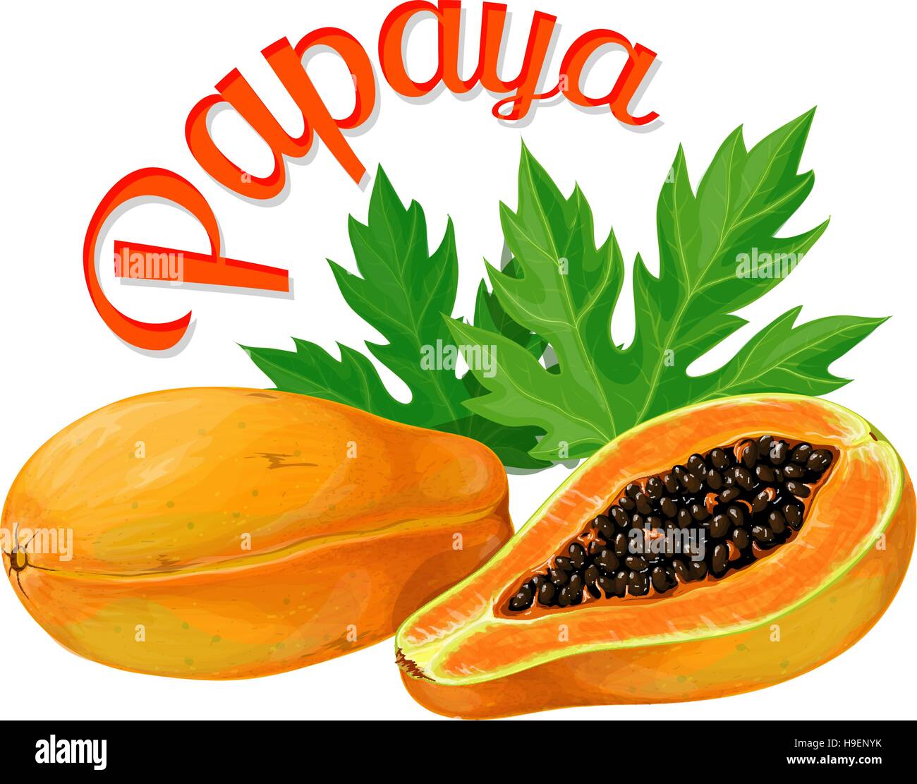 La papaye. Vector illustration réalisée dans un style réaliste Illustration de Vecteur