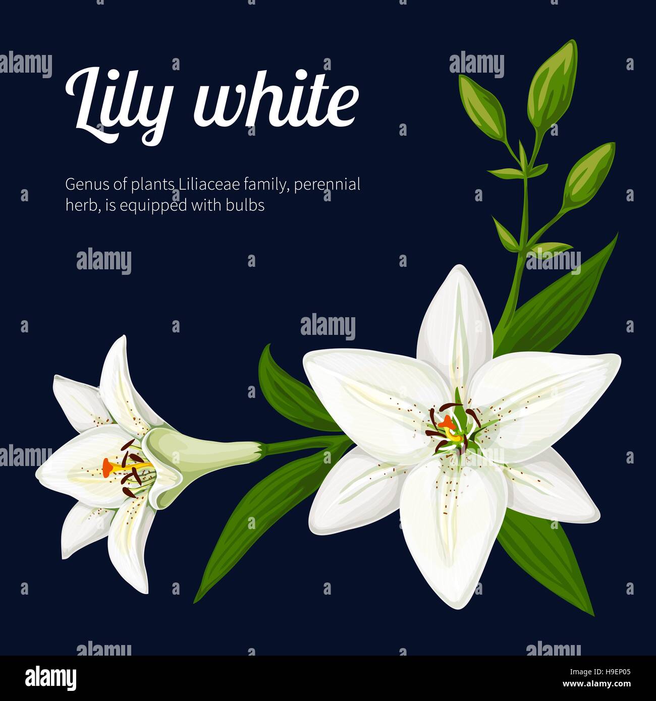 Lily white. Vector illustration Illustration de Vecteur