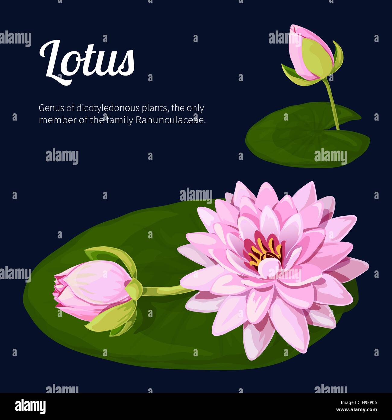 Lotus. Vector illustration Illustration de Vecteur