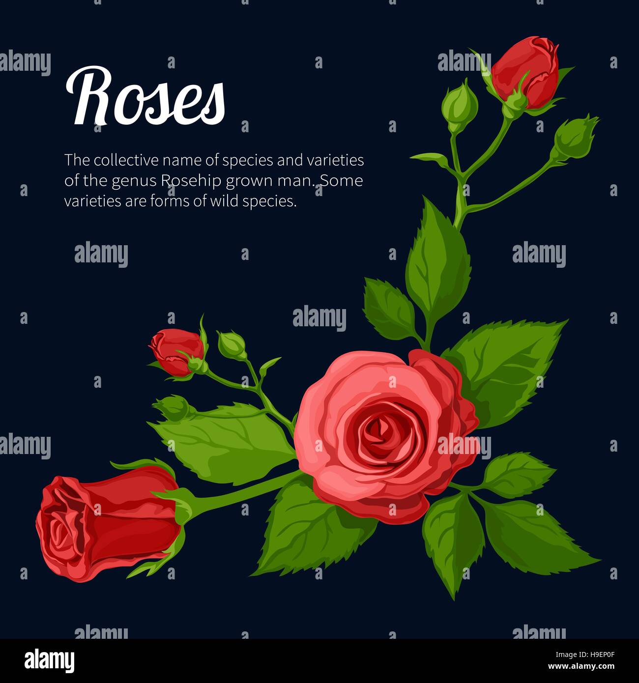 Roses. Vector illustration Illustration de Vecteur