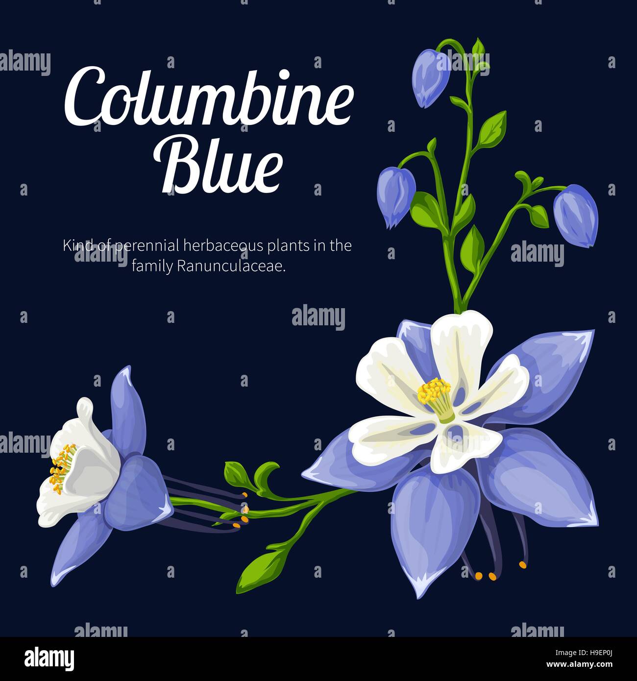 Vector illustration d'une fleur bleu colombine Illustration de Vecteur
