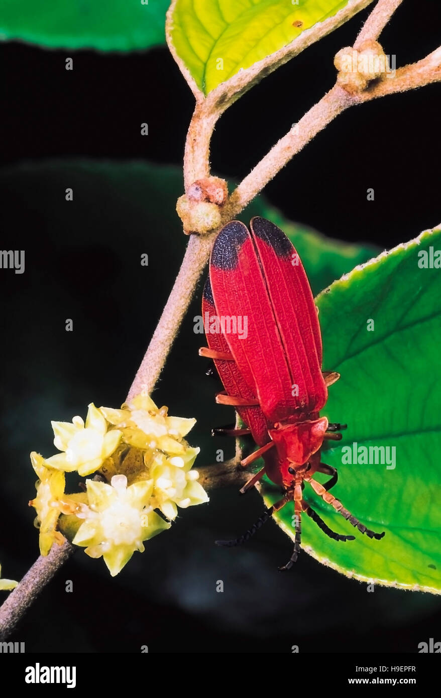Net-winged les coléoptères. Famille : Lycidae. Le Maharashtra, Inde. Banque D'Images