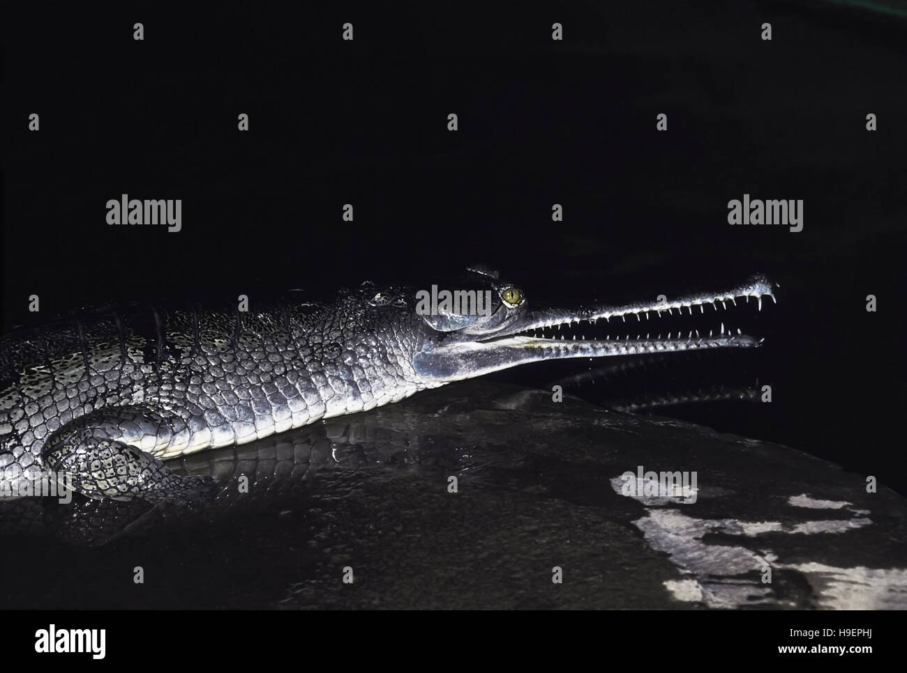 Gavialis gangeticus Gharial,. Les espèces en voie de disparition. Katraj Snake Park, Pune, Maharashtra, Inde. Banque D'Images