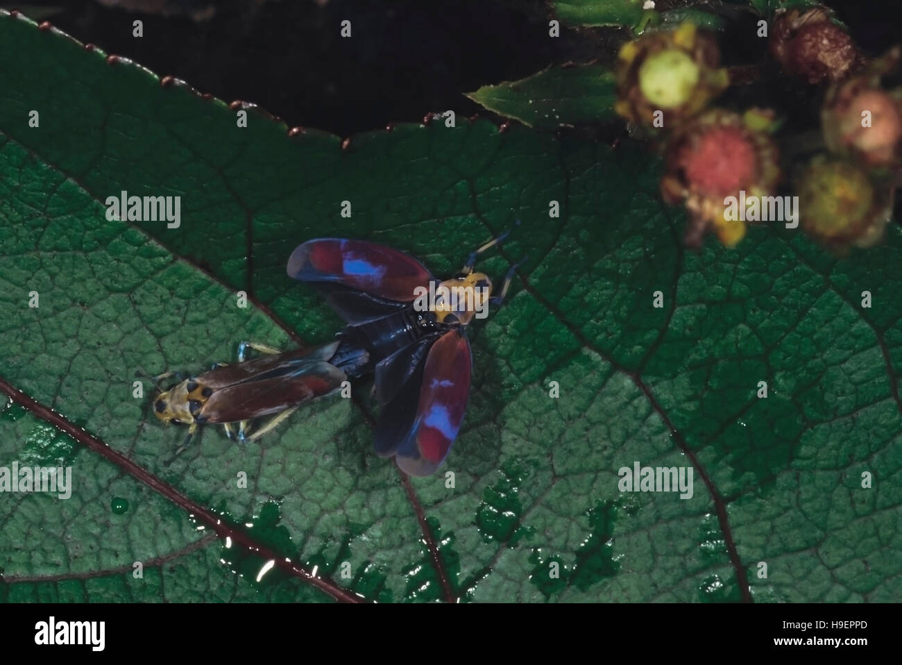 Bacs à plantes en copulation. L'Arunachal Pradesh, Inde. Banque D'Images