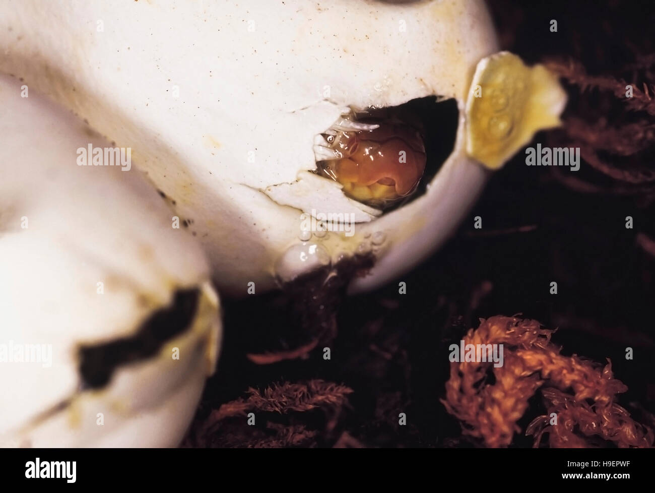 Coluber Mucosus. Dhaman/rat snake l'éclosion. Les non venimeux. Le Maharashtra, Inde. Banque D'Images