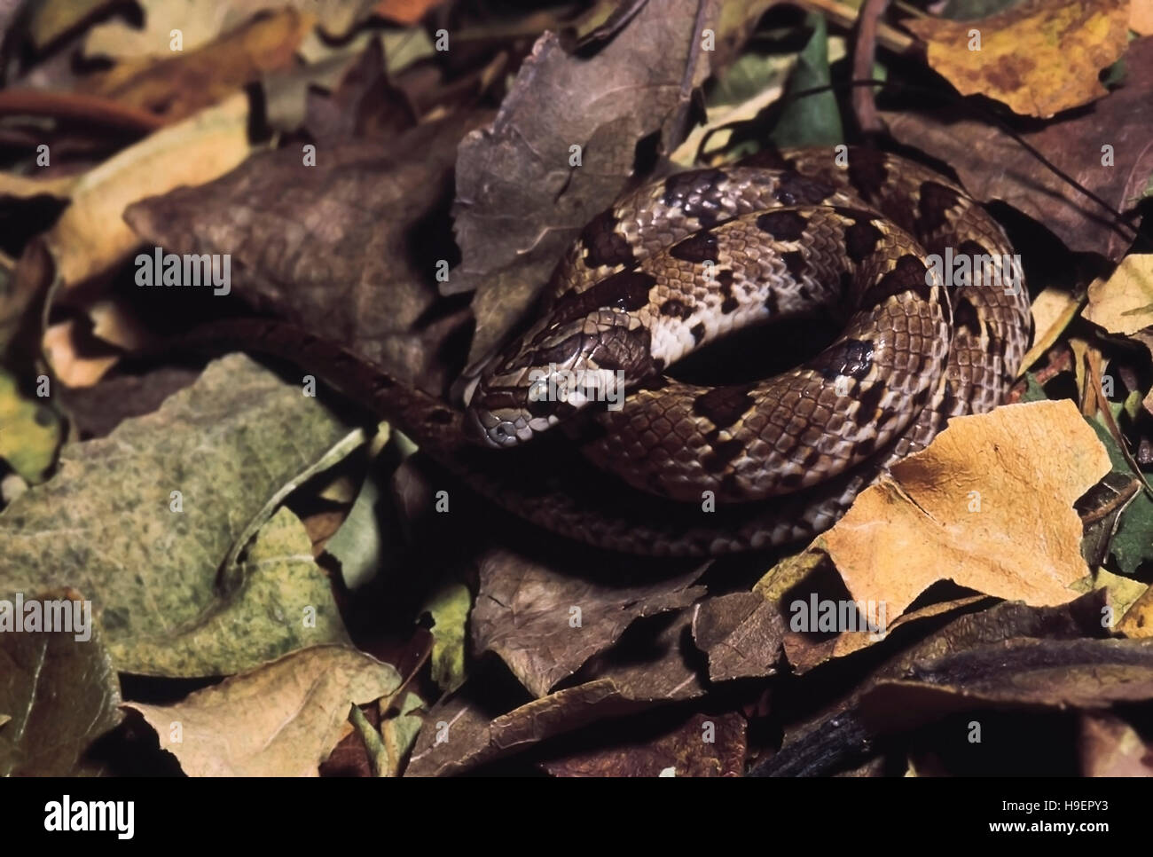 Oligodon Taeniolatus Russell's/Variegated serpent Kukri. Les non venimeux. Le Maharashtra, Inde. Banque D'Images