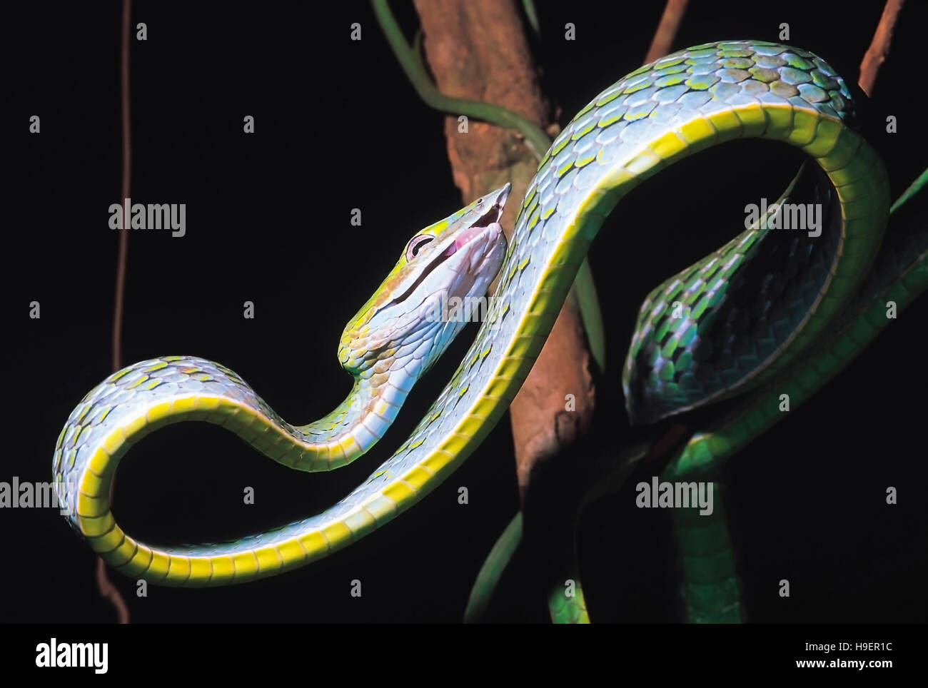 Ahaetulla nasutus. Vine snake snake Whip/. Nonvenomous. Castle Rock, Karnataka, Inde. Banque D'Images