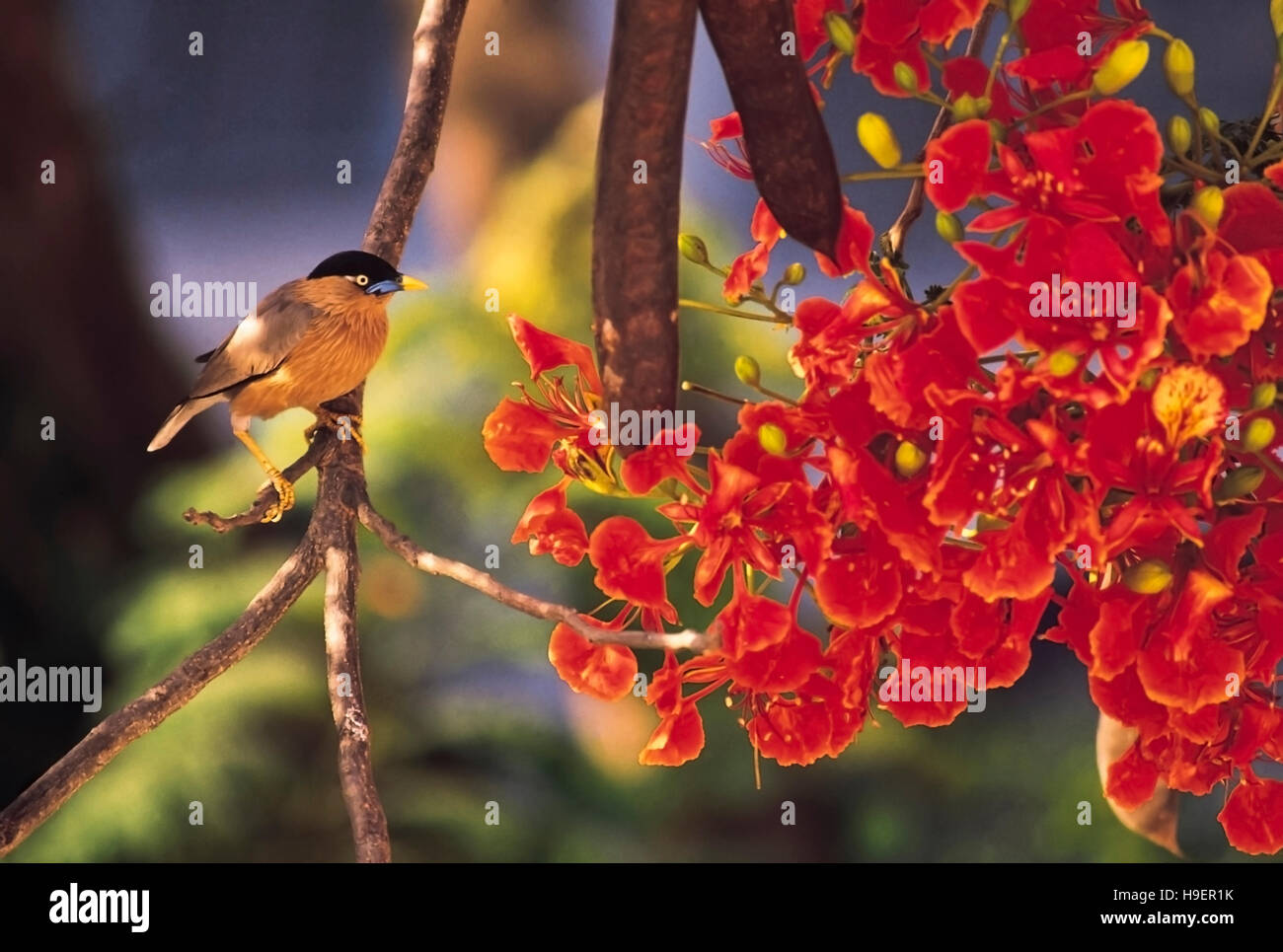 Sturnus Pagodorum et Delonix regia. Brahminy Myna assis sur un Gulmohur arbre en fleur pleine. Pune, Maharashtra, Inde Banque D'Images