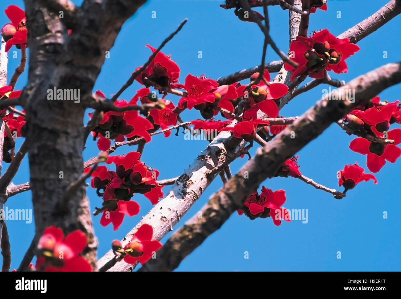 Fleur de coton rouge Banque de photographies et d'images à haute résolution  - Alamy