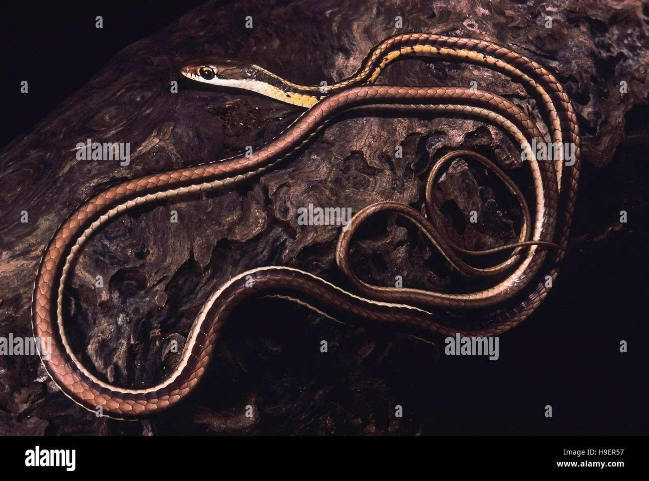 Dendrelaphis Tristis, la commune de Bronze indien en arrière. Nonvenomous. Le Maharashtra, Inde. Banque D'Images