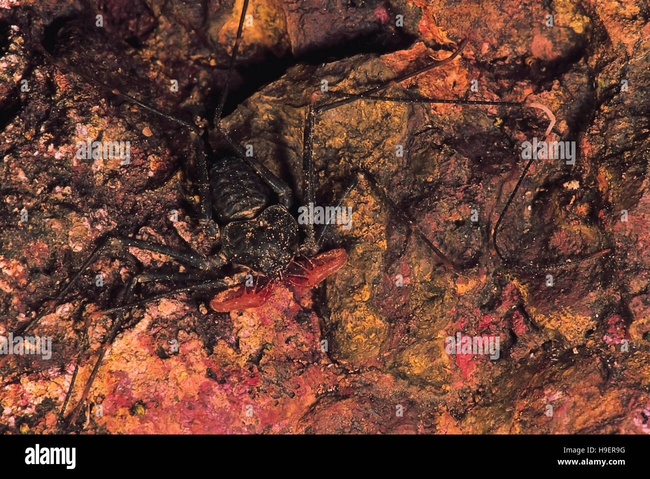 Phrynichus. Phipsoni Amblypygid Rarement disponible. Castle Rock, Karnataka, Inde. Banque D'Images