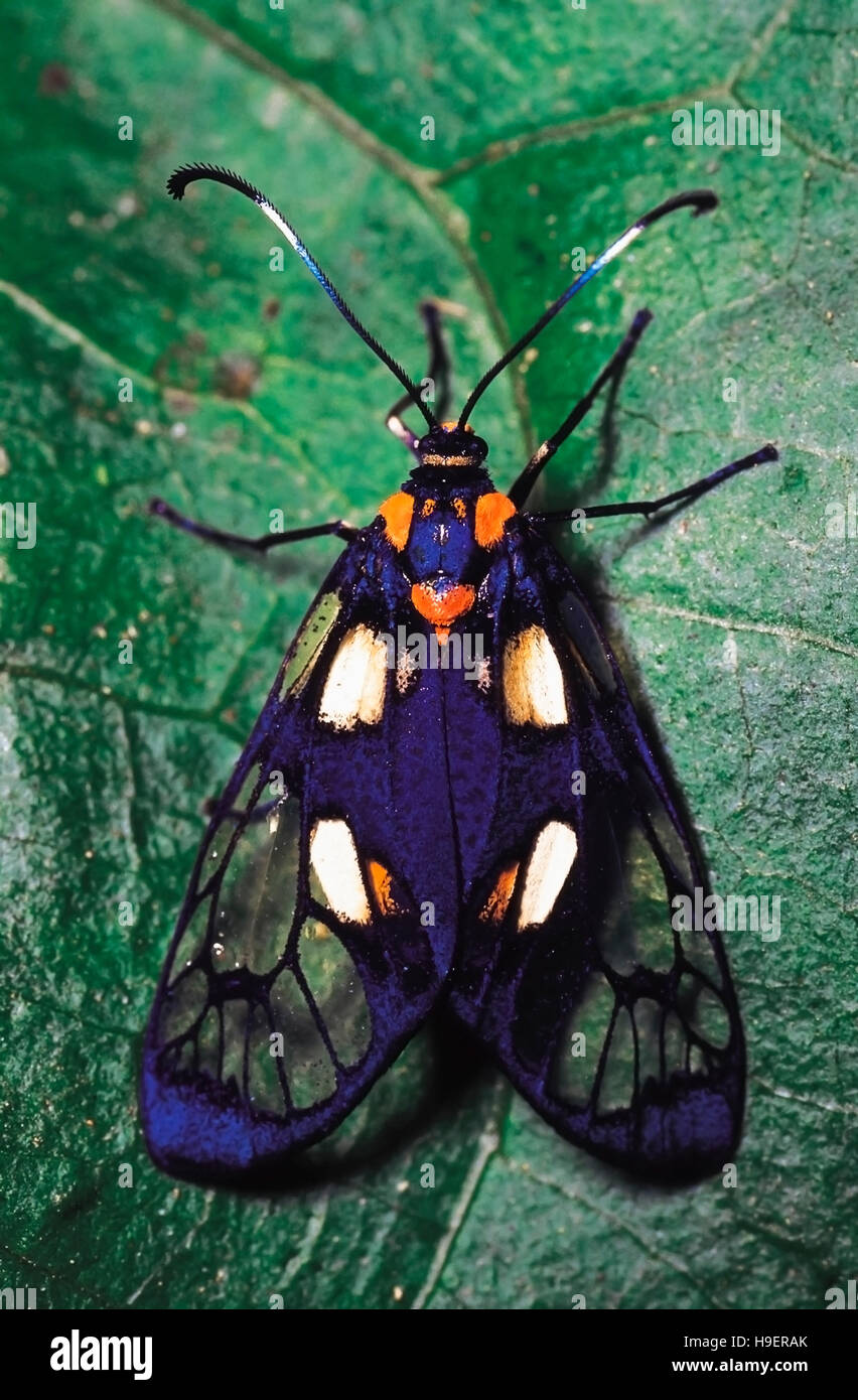 Clear-winged moth. L'Arunachal Pradesh, Inde. Banque D'Images