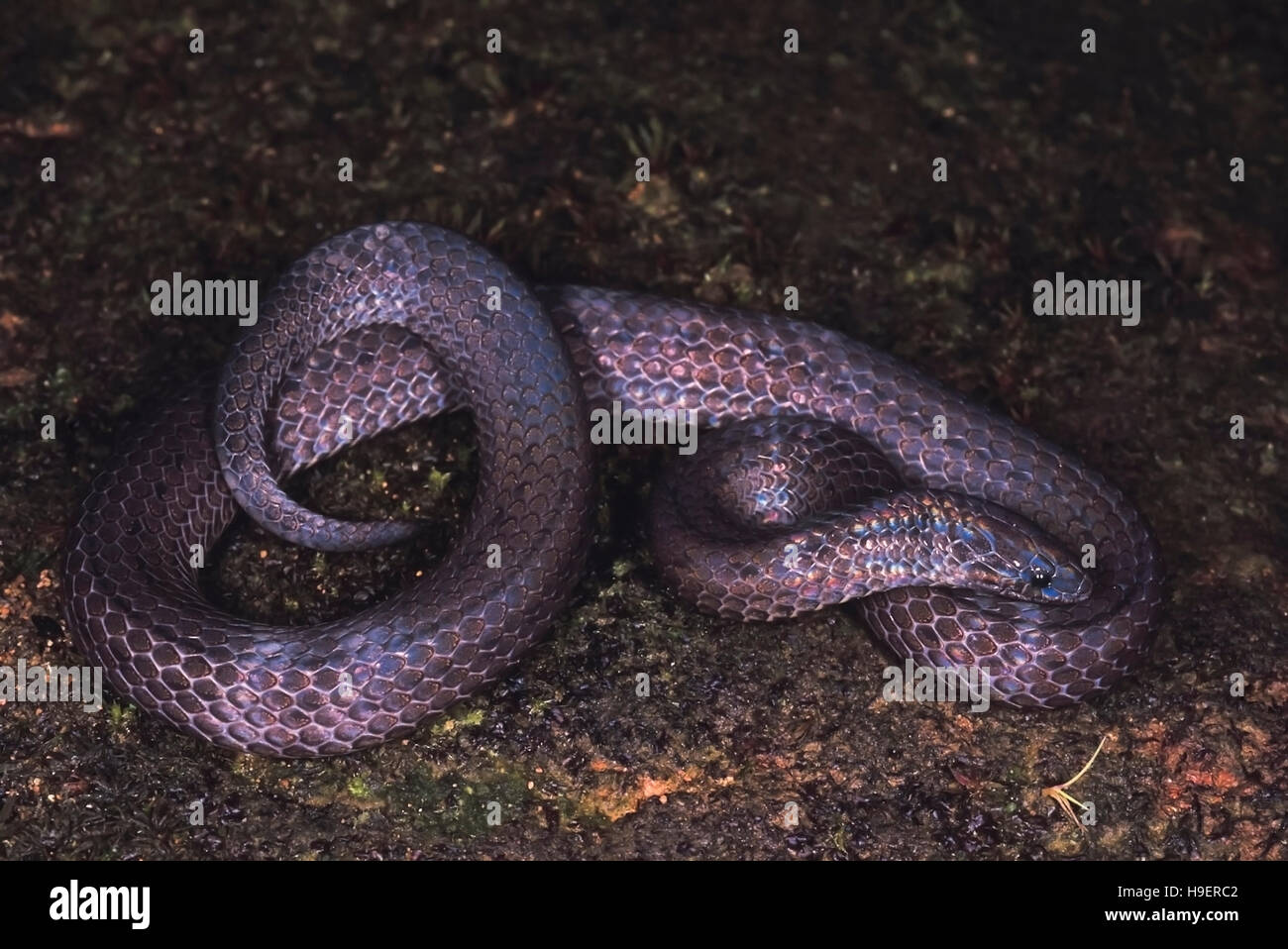Python Reticulata Blythia Blythia reticulata Banque de photographies et d’images à haute ...