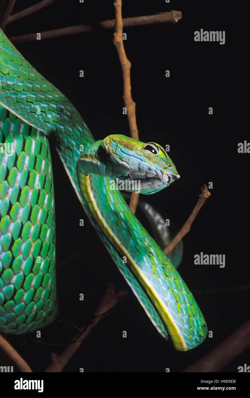 Ahaetulla Nasutus. Serpent de vigne. Les non venimeux. Castle Rock, Karnataka, Inde. Banque D'Images