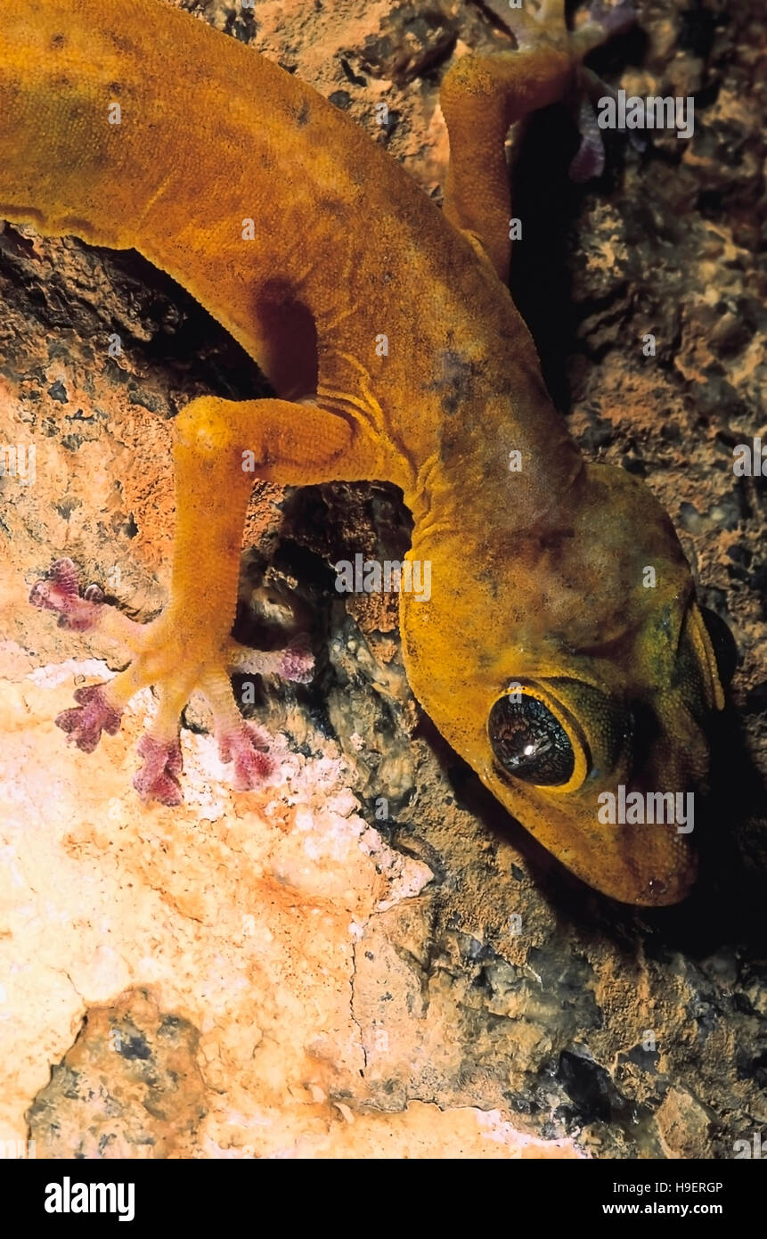 Calodactylodes aureus. golden gecko. Espèces en voie de disparition. Inde. rare Banque D'Images