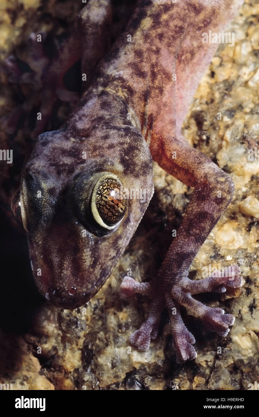 Calodactylodes Aureus. GOLDEN GECKO. Les espèces en voie de disparition. L'Inde. De rares Banque D'Images