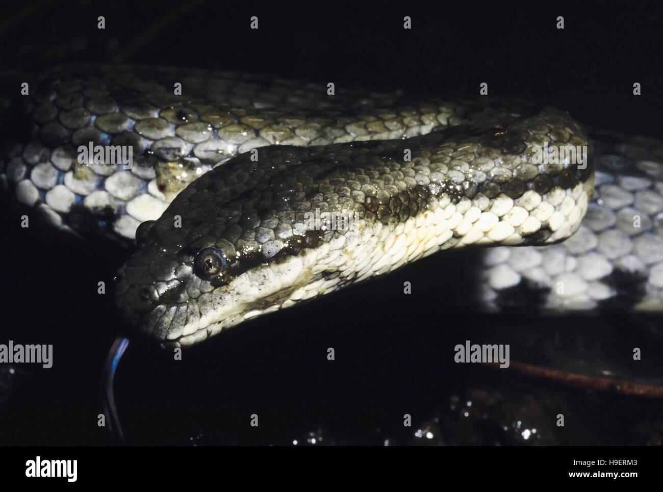 Dogfaced serpent d'eau. Cerberus Rhynchops. Les non venimeux. Katraj Snake Park, Pune, Maharashtra, Inde. Banque D'Images