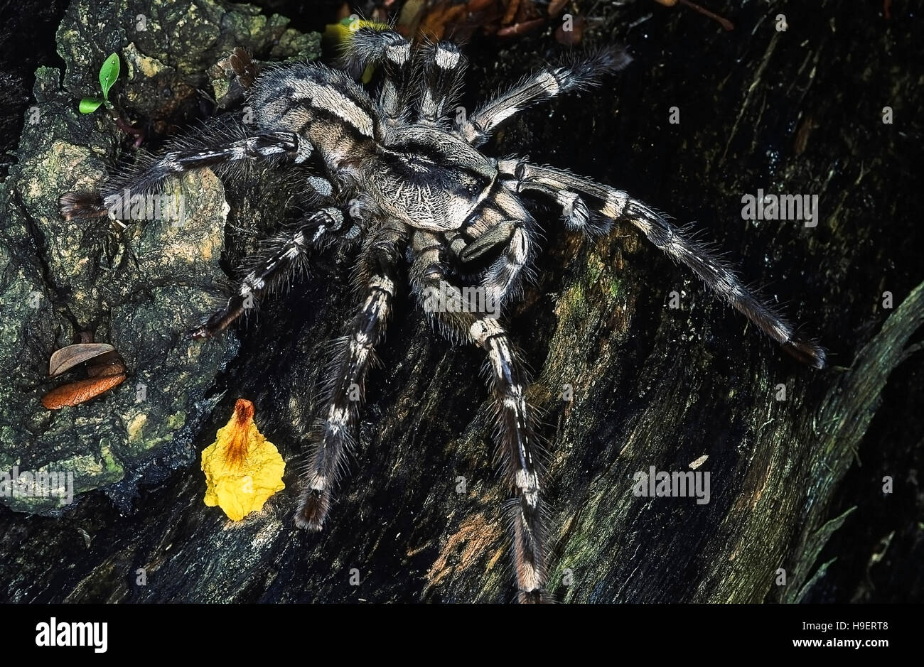 Poecilotheria regalis YELLOW-THIGHED araignée. L'HORIZONTALE. Cette mygalopmorph araignée est souvent appelé une tarentule, araignée d'oiseaux ou le chat araignée. T Banque D'Images