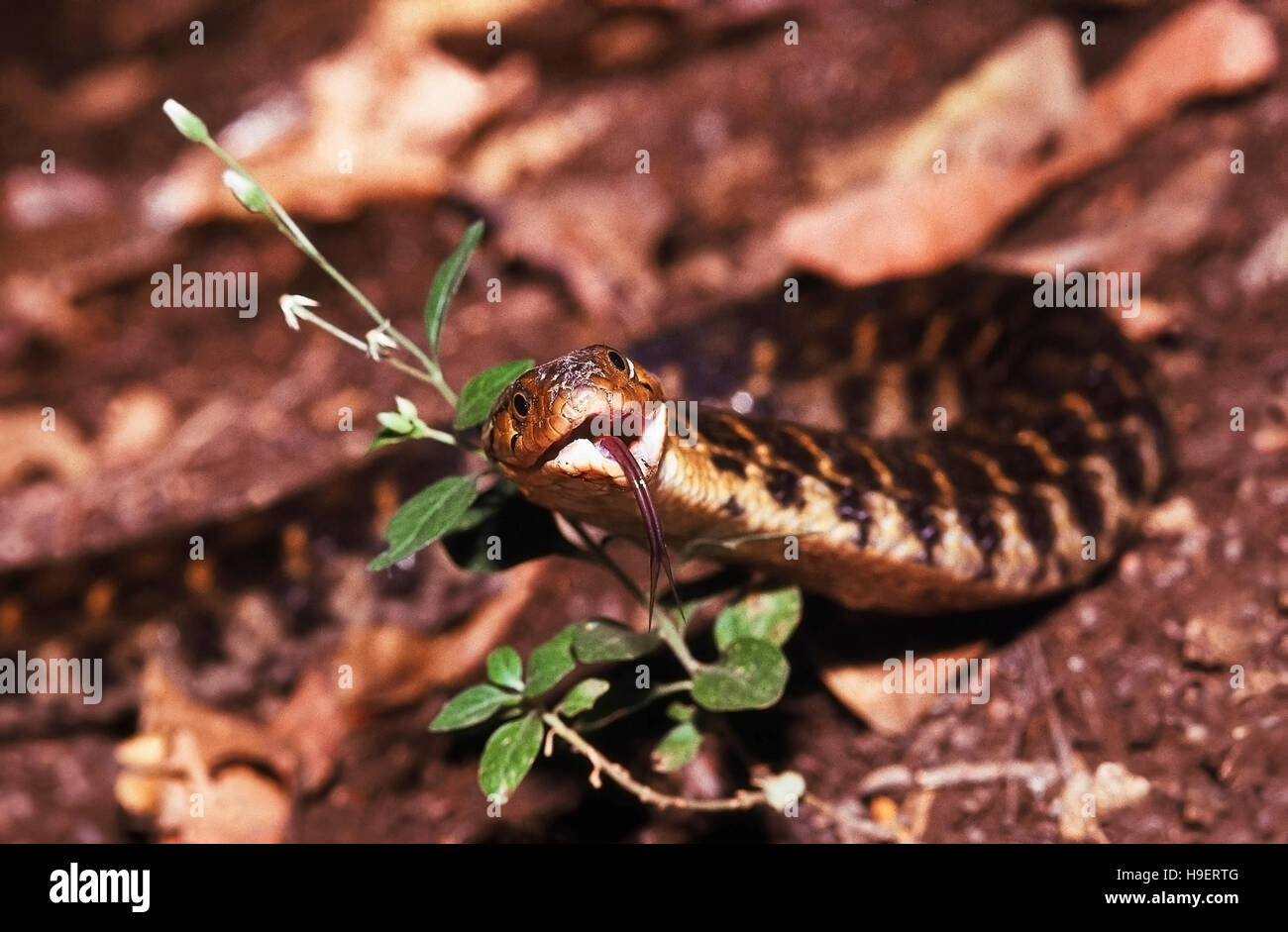 Xenochrophis piscator CHECKERED KEELBACK Serpent d'eau. Les non venimeux. La langue bifide Note. Photographiée près de Pune, Nasrapur ( =Poona district), Maharashtra Banque D'Images