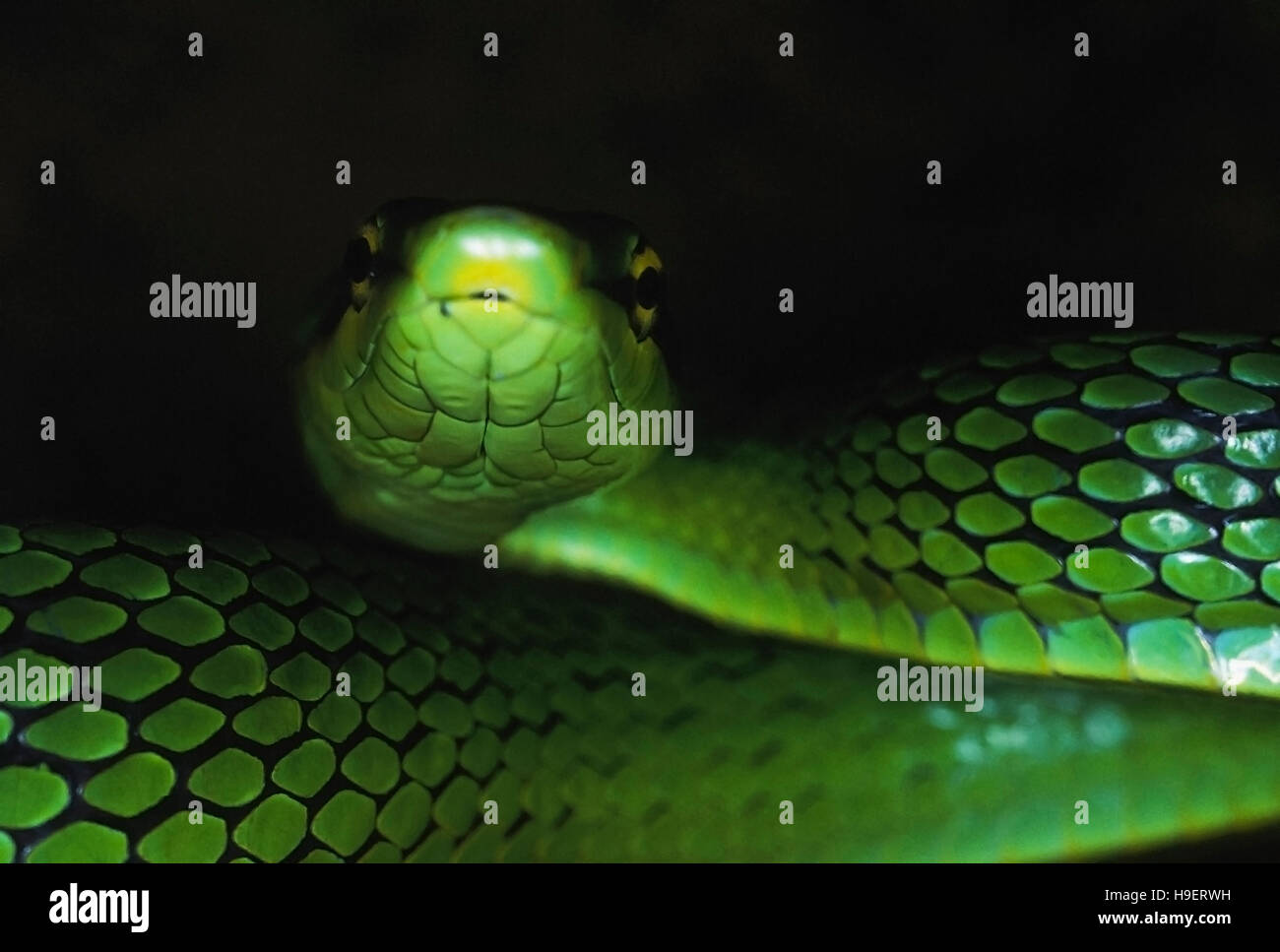 Elaphe frenata ASSAM ARBRE VERT SUR LA TÊTE DE COURSE. Un serpent arborescent photographié dans l'Arunachal Pradesh, Inde. RARE, non venimeux, Banque D'Images