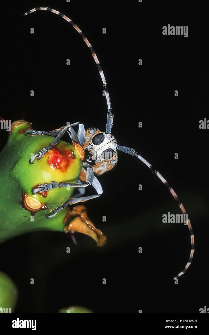 Longicorne asiatique sur l'Euphorbia Fermer jusqu'à la verticale. Vue détaillée montrant yeux composés et des antennes. Photographiée près de Basapur village, Karnataka, Inde. Banque D'Images