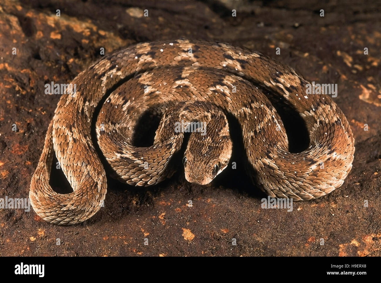 Echis carinata VU-SCALED VIPER. Les non venimeux. Photographié à Pune, Maharashtra, Inde. Banque D'Images
