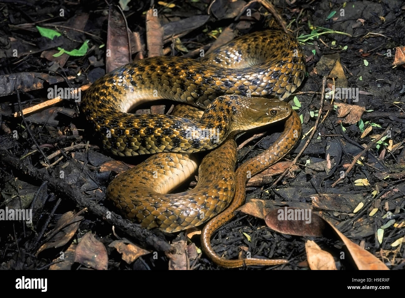 Xenochrophis piscator CHECKERED KEELBACK Serpent d'eau. Les non venimeux. Photographié près de Pune ( =Poona district) Maharashtra, Inde. Banque D'Images
