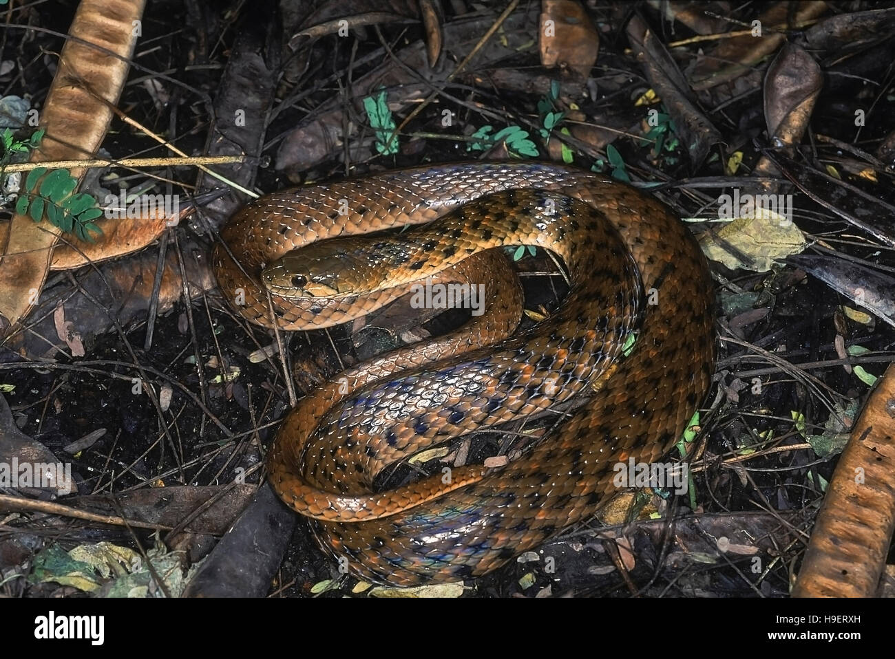 Xenochrophis piscator CHECKERED KEELBACK Serpent d'eau. Les non venimeux. Photographié près de Pune ( =Poona district) Maharashtra, Inde. Banque D'Images