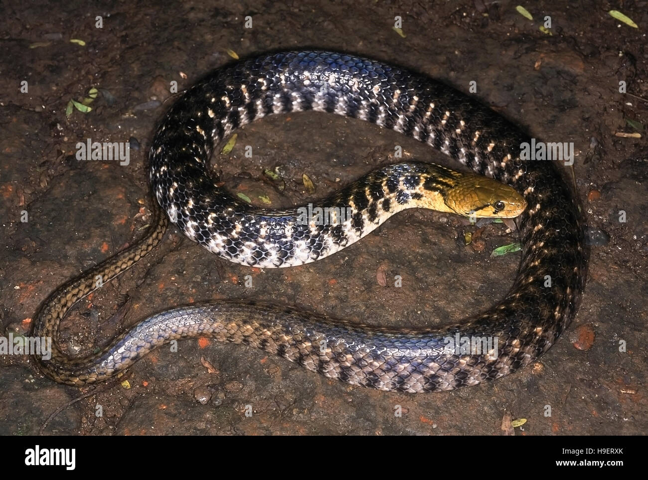 Xenochrophis piscator CHECKERED KEELBACK Serpent d'eau. Les non venimeux. Photographié près de Pune ( =Poona district) Maharashtra, Inde. Banque D'Images