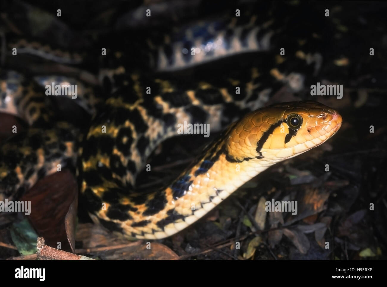 Xenochrophis piscator CHECKERED KEELBACK Serpent d'eau. CLOSE UP. Les non venimeux. Photographié près de Pune ( =Poona district) Maharashtra, Inde. Banque D'Images