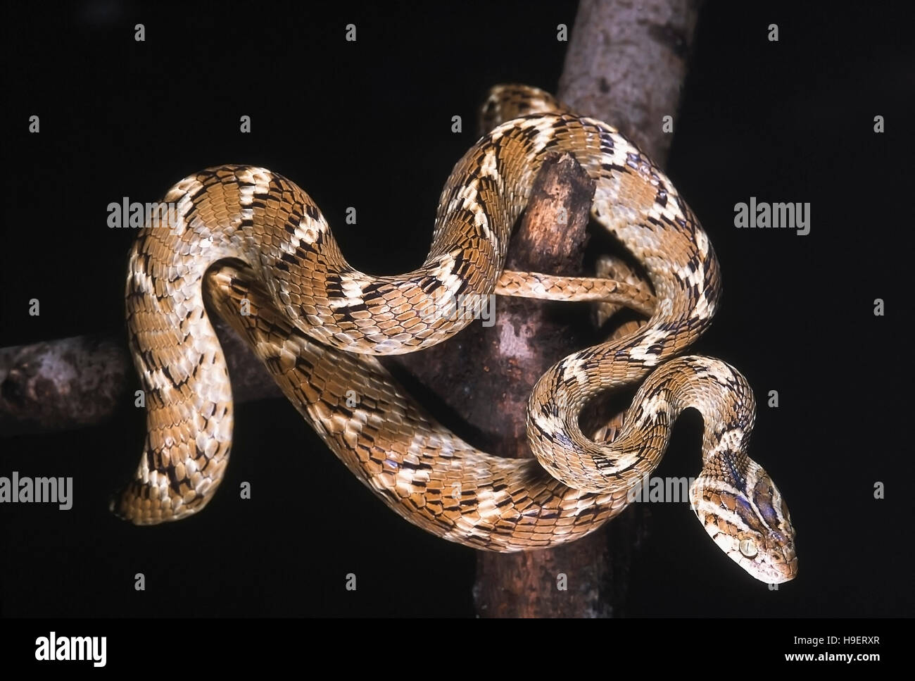 Trigonata CAT INDIEN COMMUN Boiga serpent. Semi-venimeux. Photographié près de Pune ( =Poona district) Maharashtra, Inde. Banque D'Images
