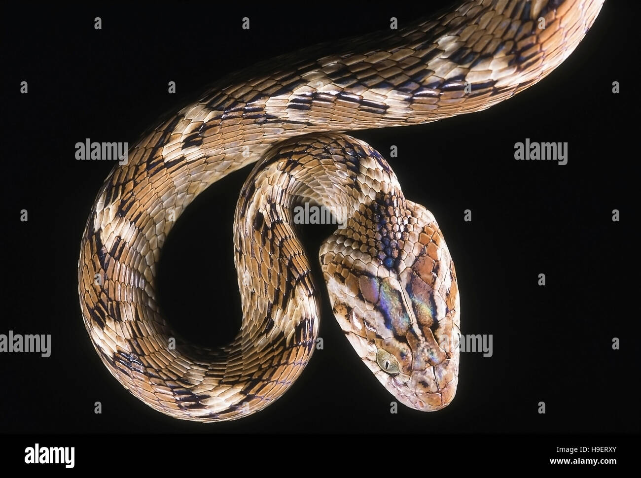 Trigonata CAT INDIEN COMMUN Boiga serpent. CLOSE UP. Semi-venimeux. Photographié près de Pune ( =Poona) Maharashtra, Inde. Banque D'Images