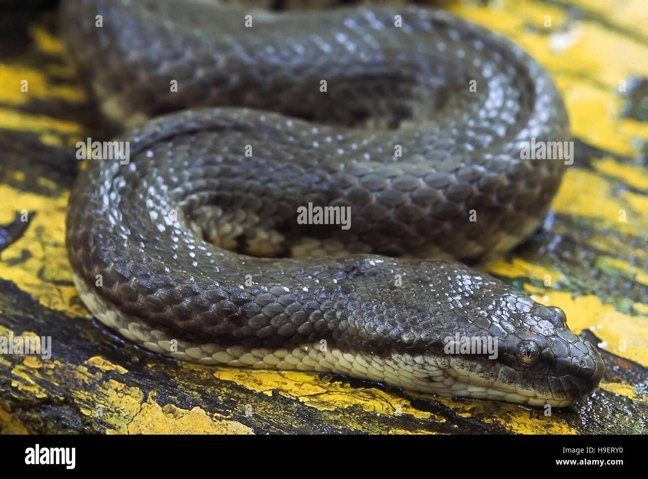 Cerberus rhynchops DOG-faced serpent d'eau. Vue de droite de la tête. Scalation montre. Photographié près de Mumbai (Bombay), Maharashtra, Inde. Banque D'Images