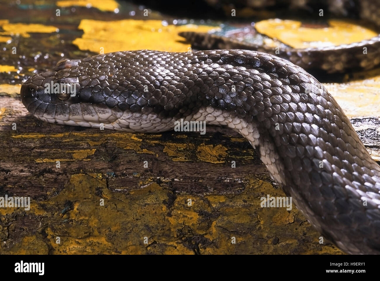 Cerberus rhynchops DOG-faced serpent d'eau. Vue de gauche de la tête. Scalation montre. Photographié près de Mumbai (Bombay), Maharashtra, Inde. Banque D'Images