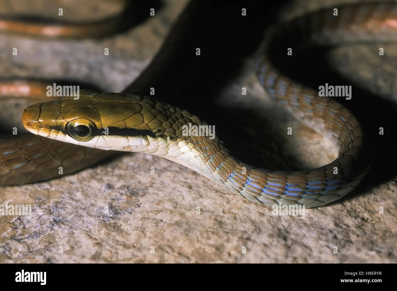 BOULENGER'S BRONZEBACK Dendrelaphis bifrenalis serpent c.f. juvénile à partir de Goa, en Inde. Close up de tête et forebody. Banque D'Images