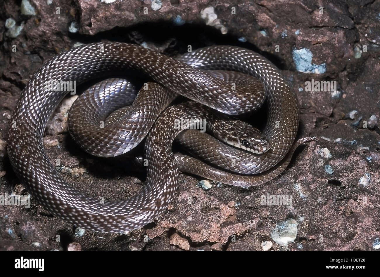 Indian couleuvre lisse coronella brachyura. Spécimen du Maharashtra, en Inde. Banque D'Images