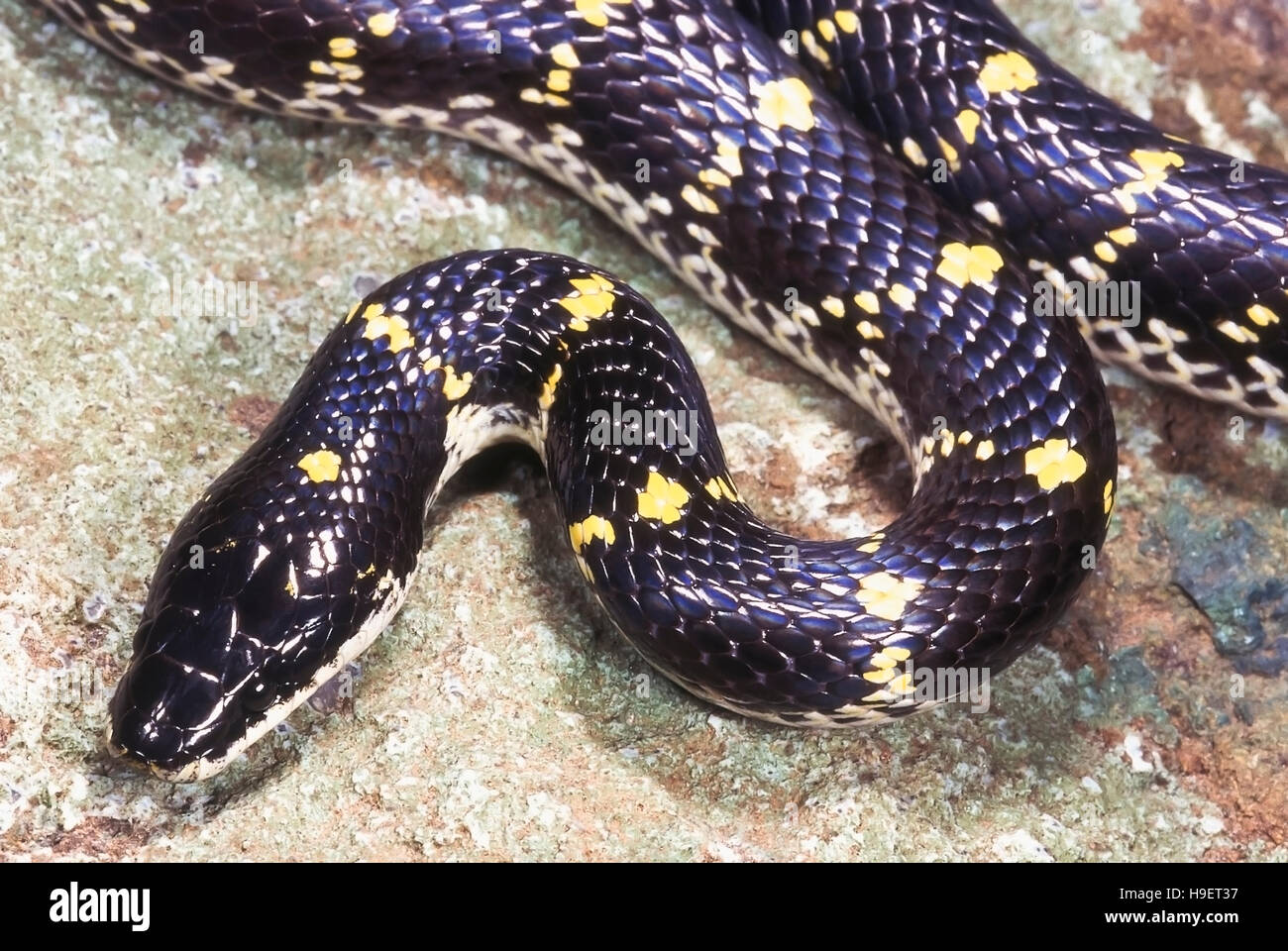 YELLOW-SPOTTED WOLF SNAKE Lycodon flavomaculatus. Close up de tête ...