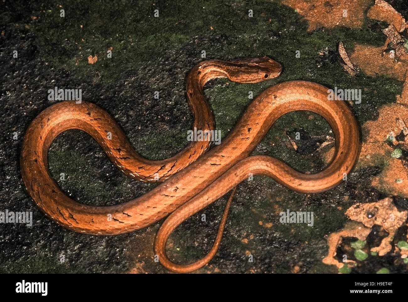 Psammodynastes pulverulentus VIPER simulée. Des profils de district Changlang, de l'Arunachal Pradesh, Inde. Banque D'Images