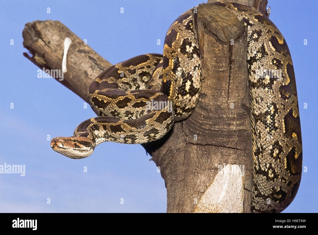 Indian rock Python Python molurus molurus de Maharashtra, Inde. non venimeux, rare Banque D'Images