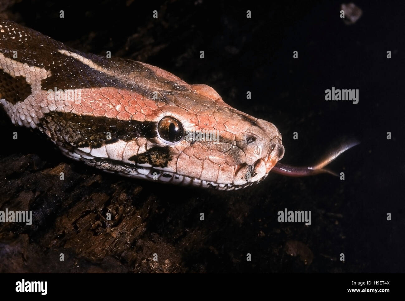 Indian rock Python Python molurus molurus. head - fosses labiales visibles. modèle de Maharashtra, Inde. non venimeux, rare Banque D'Images
