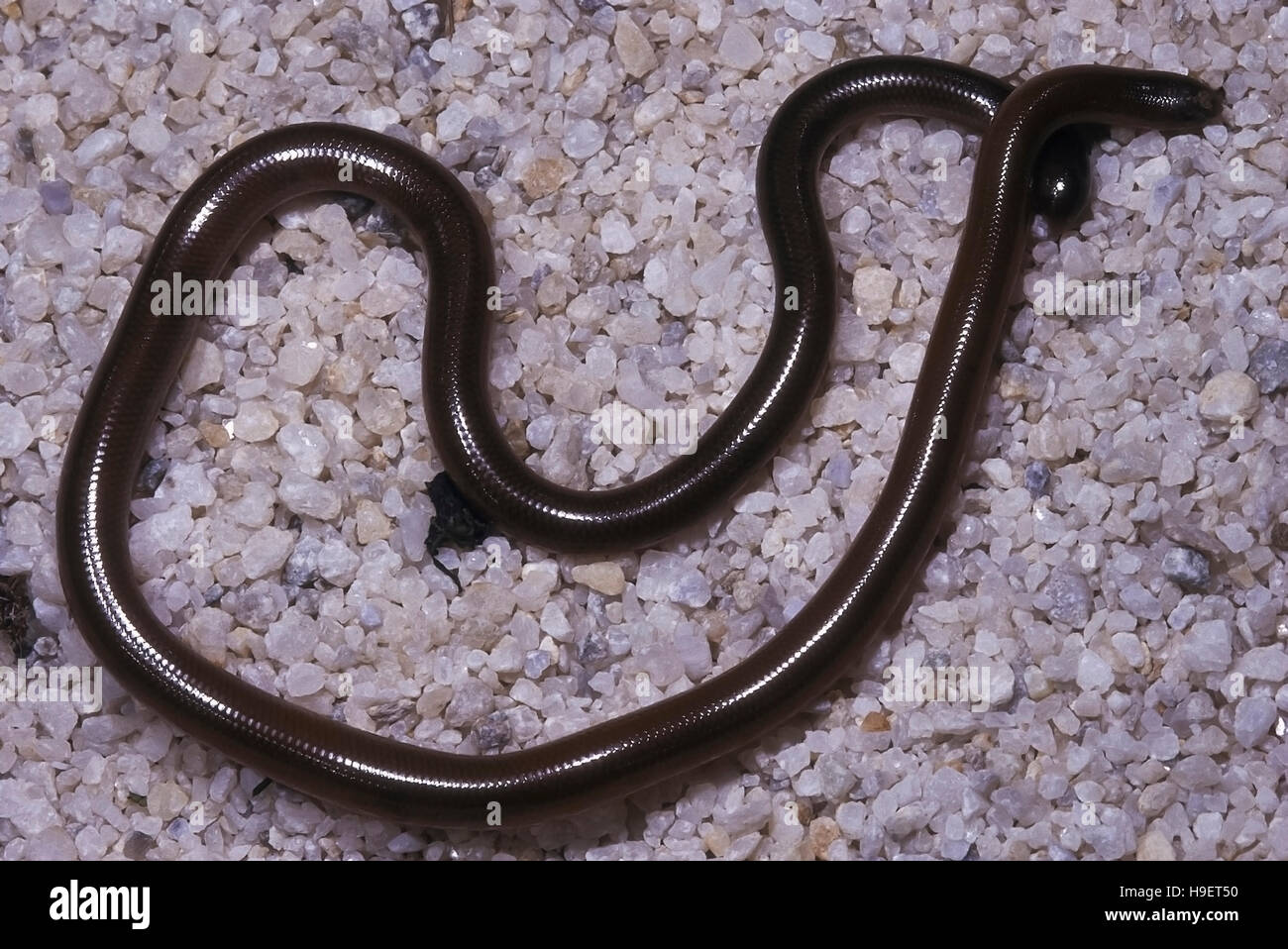 Espèce de serpent ver pas connus. Spécimen du Maharashtra, en Inde. Banque D'Images