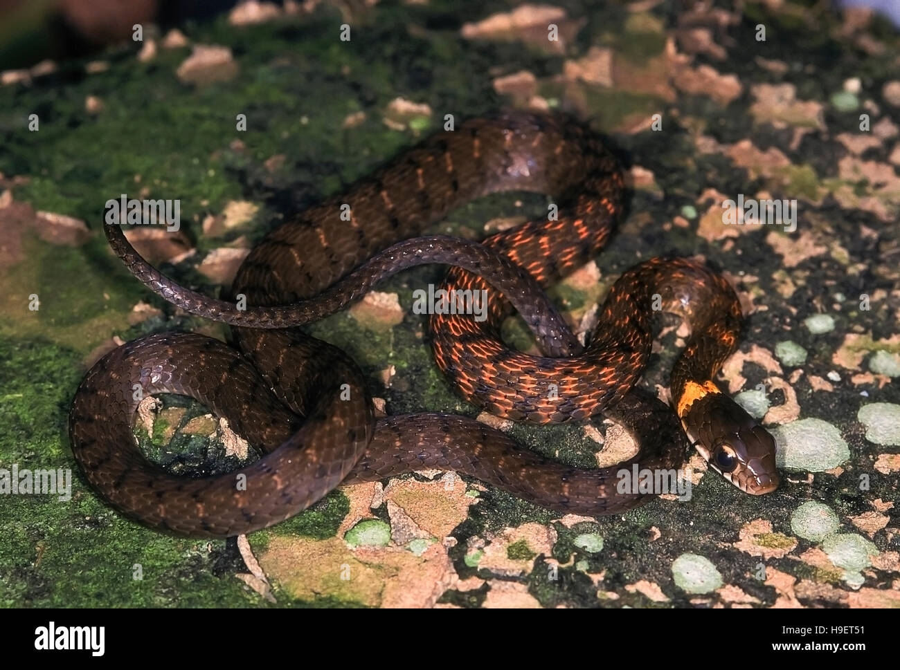 Rhabdophis himalayanus Banque de photographies et d’images à haute