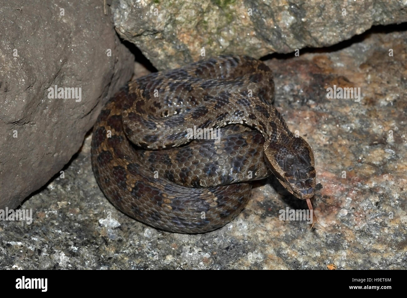 Himalayan Pit Viper Gloydius himalayanus, Uttaranchal, Inde. Banque D'Images
