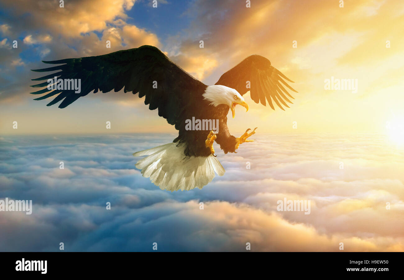 Flying Eagle féroce à sunset sky Banque D'Images